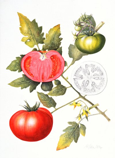 Tomaten, 1994 von Margaret Ann Eden